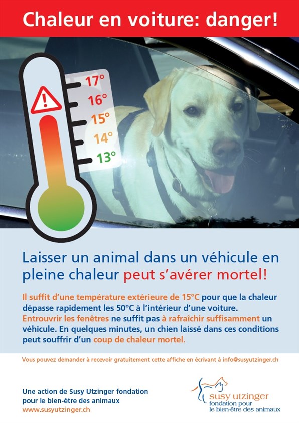 Affiche Chien