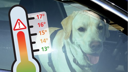 Chaleur en voiture : DANGER !