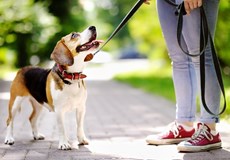 Chiens en laisse pour protéger la faune