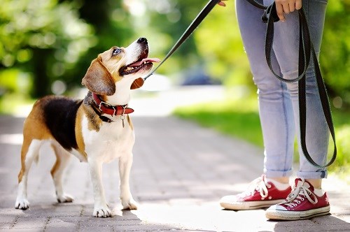 Chiens en laisse pour protéger la faune