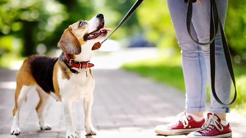 Chiens en laisse pour protéger la faune