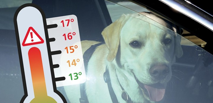 Chiens en voiture : danger !