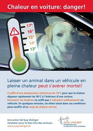 Affiche chien en voiture recto