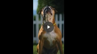 Vidéo Chien