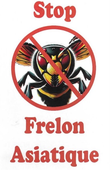 Frelons Asiatiques