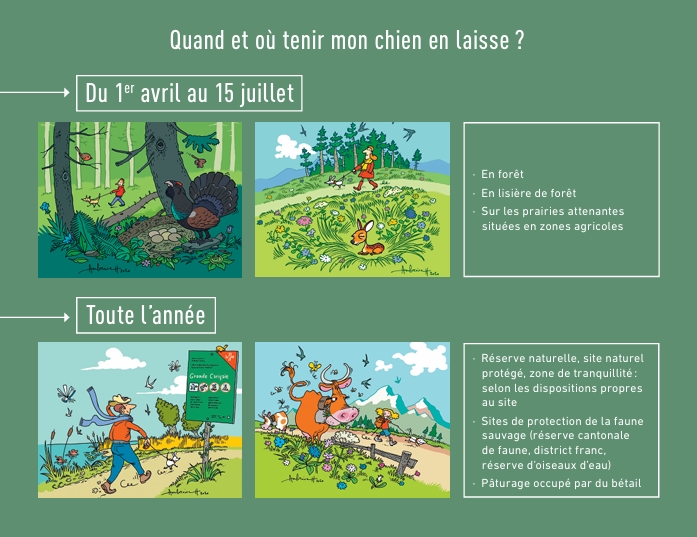 Tenir chien en laisse bis