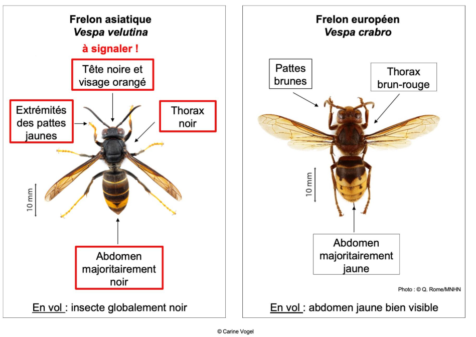 Frelon Asiatique 3 (1)